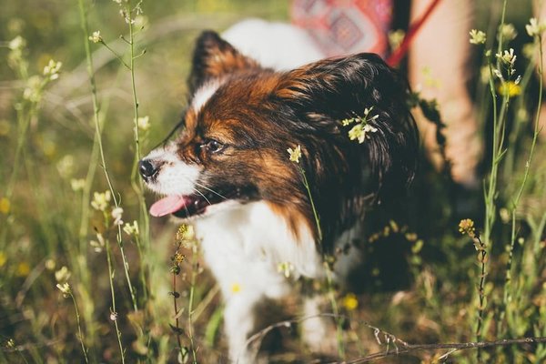 Comment élever des papillons exotiques dans votre jardin ?