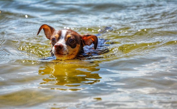 Quels sont les conseils pour débuter en jardinage sans avoir de jardin ?
